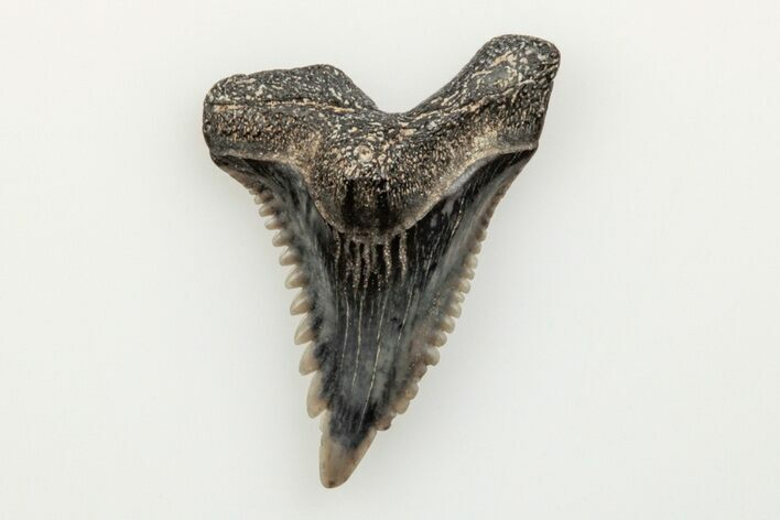 .8" Snaggletooth Shark (Hemipristis) Tooth - Aurora, NC